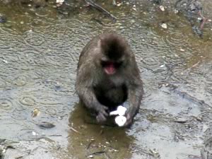 ゴミで手遊びする猿の画像