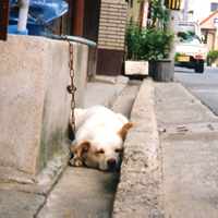 溝で寝る犬